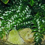 Cyrtomium falcatum 形態