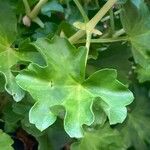 Pelargonium peltatum 葉