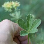 Potentilla valderia Leaf