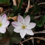 Lysimachia europaea Flor