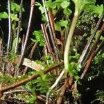 Asplenium formosum Bark