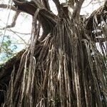 Ficus virens Habit