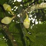 Quararibea cordata Frucht