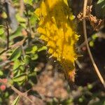 Cynanchum insipidum Frucht
