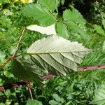 Rubus bifrons Foglia