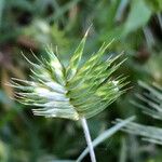 Eremopyrum triticeum Flower