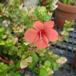 Barleria repens Flor