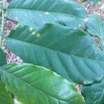Coffea arabica Leaf