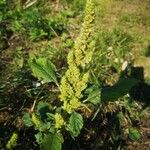 Amaranthus retroflexus Frukt