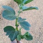 Vicia faba Leaf