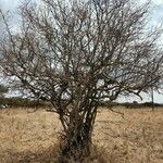 Cordia monoica Habitat