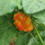 Solanum aethiopicum Fruit