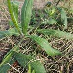 Rudbeckia hirta葉