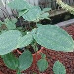 Pilea insolens Blatt