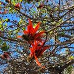 Erythrina lysistemon Virág