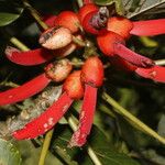 Erythrina globocalyx Vaisius