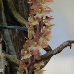 Rhipidoglossum rutilum Flower