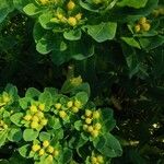 Euphorbia epithymoides Цвят