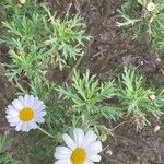 Argyranthemum haouarytheum Yeri