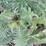 Cirsium erisithales Blad