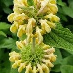 Phlomis fruticosa Blodyn