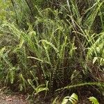Nephrolepis abrupta Habit