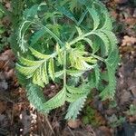 Melianthus comosus Blad