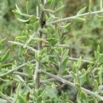 Cyclolepis genistoides Leaf