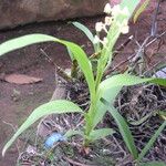 Polystachya odorata Habit