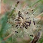 Hieracium sabaudum Buveinė