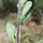 Lepidium campestre Yaprak