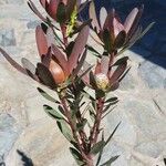 Leucadendron salignum Blad