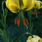 Lilium pyrenaicum Цвят