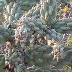 Cereus hildmannianus Bark