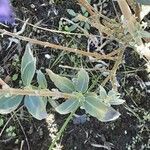 Caryopteris × clandonensis Kabuk