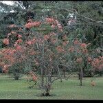 Bougainvillea spectabilisHábitos