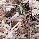 Chasmanthium latifolium Blatt