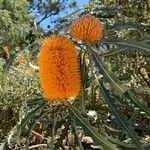 Banksia ashbyi Flower