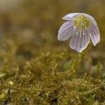 Oxalis montana Blomst
