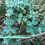 Thalictrum minus Feuille