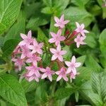 Pentas lanceolataFlor