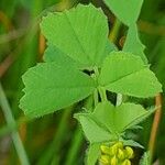 Medicago coronata برگ