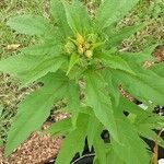 Hibiscus sabdariffa Blad