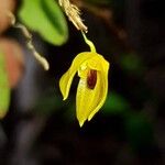 Specklinia icterina Flower