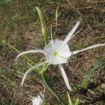 Hymenocallis occidentalis Kwiat