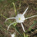 Hymenocallis occidentalis Λουλούδι