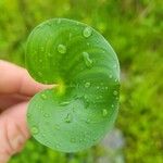 Heteranthera reniformis Leaf