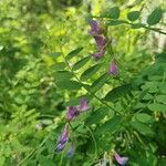 Vicia americana花