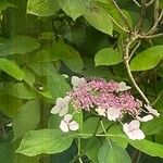 Hydrangea aspera ᱵᱟᱦᱟ