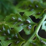 Asplenium foreziense Fruchs